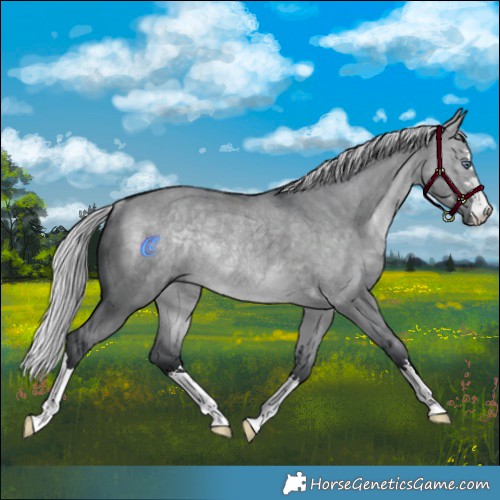 Horse Color:Silver Brown Chinchilla Dun Rabicano
