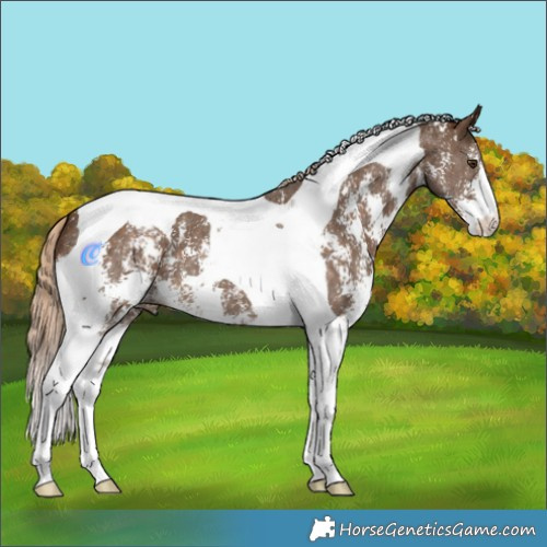 Horse Color:Chocolate Palomino Sabino Tobiano 