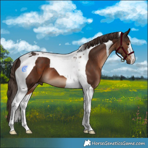 Horse Color:Liver Chestnut Tobiano