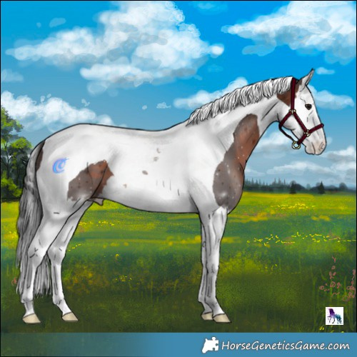 Horse Color:Brown Splash Tobiano