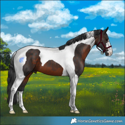 Horse Color:Brown Tobiano