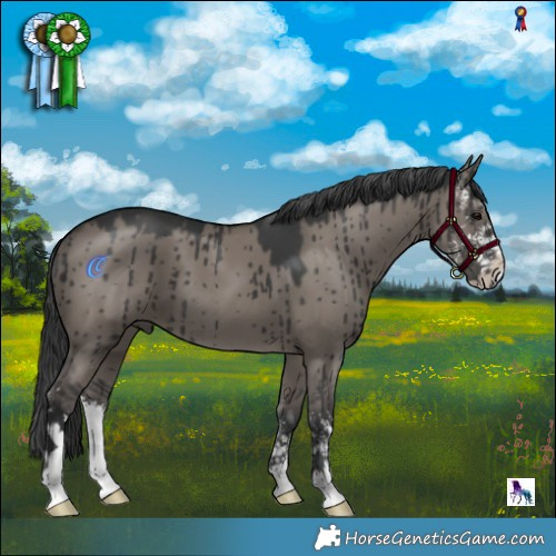 Horse Color:Grullo Sabino Brindle 