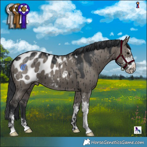 Horse Color:Grullo Sabino Appaloosa Brindle