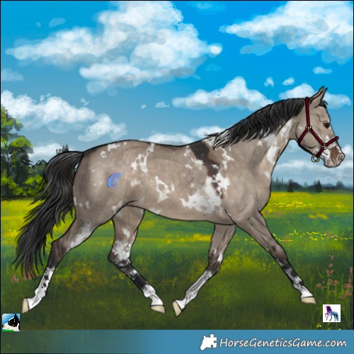 Horse Color:White Spotted Brown Dun Sabino 