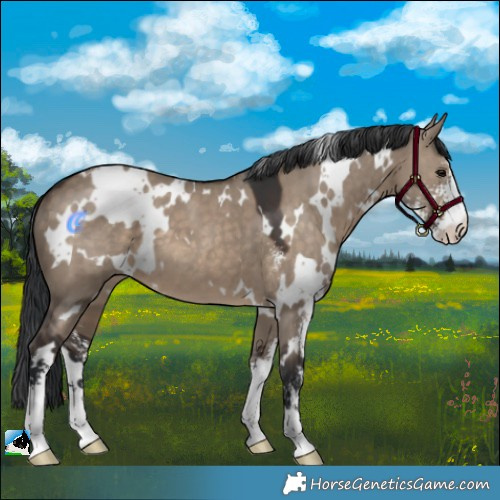 Horse Color:White Spotted Brown Dun Sabino 