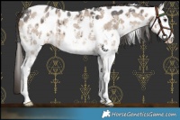 Horse Color:Liver Red Dun Sabino Leopard Brindle