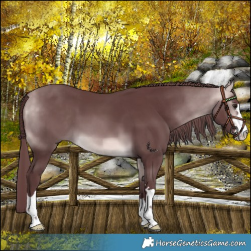 Horse Color:Platinum Chocolate Buckskin 