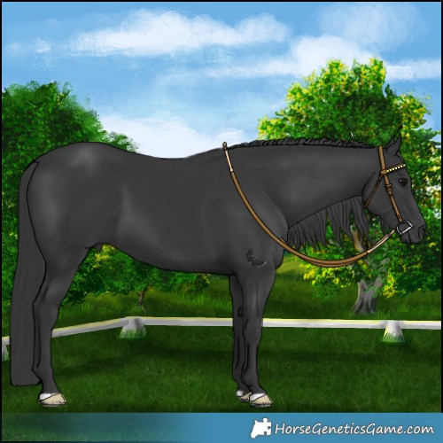 Horse Color:Platinum Black 