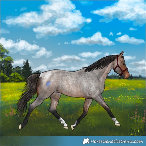 Horse Color:Bay Roan Skewed Appaloosa Rabicano