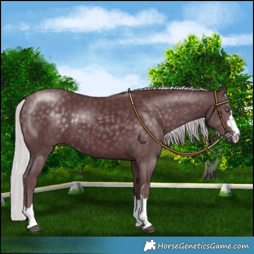 Horse Color:Chocolate Silver Smoky Black Chinchilla 