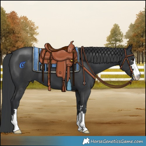 Horse Color:Black 
