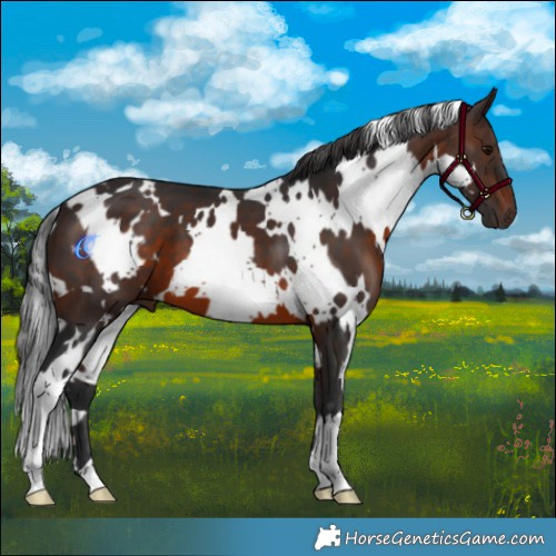 Horse Color:White Spotted Brown