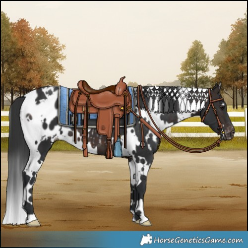 Horse Color:White Spotted Brown Blanket