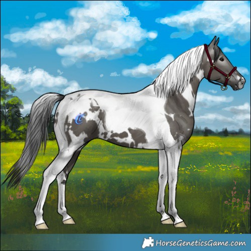 Horse Color:Gray White Spotted Grullo Tobiano 