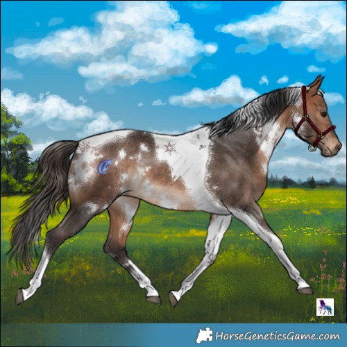 Horse Color:White Spotted Bay Tobiano Rabicano 