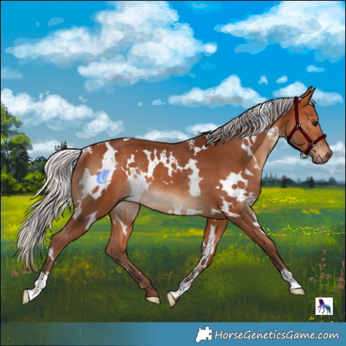 Horse Color:White Spotted Silver Bay Rabicano 