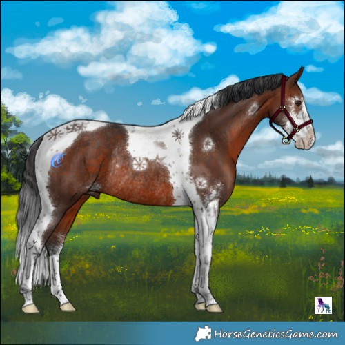 Horse Color:Brown Sabino Tobiano Rabicano