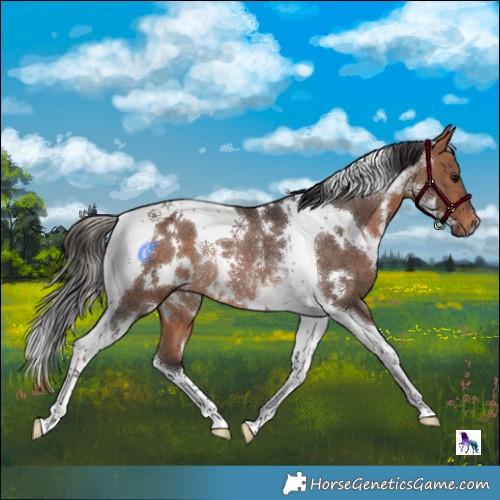 Horse Color:White Spotted Bay Tobiano Rabicano 