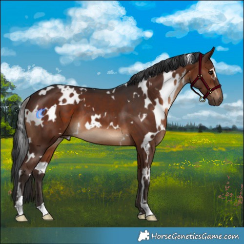 Horse Color:White Spotted Brown 