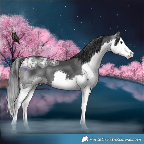 Horse Color:Black Ice Sabino Splash Rabicano 