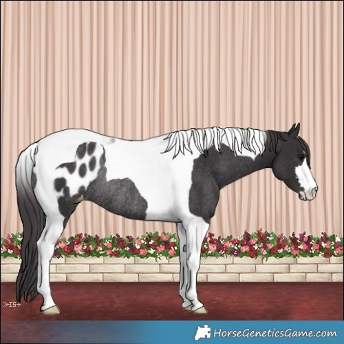 Horse Color:Smoky Black Tobiano Appaloosa Rabicano 