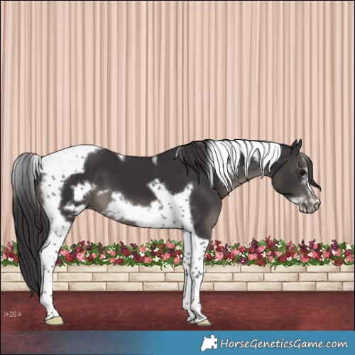 Horse Color:Smoky Black Tobiano Frame 