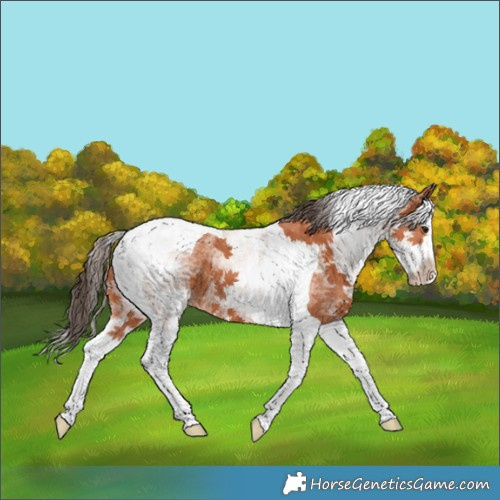Horse Color:White Spotted Bay Splash Tobiano Appaloosa 