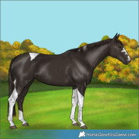 Horse Color:Liver Chestnut Tobiano 