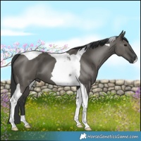 Horse Color:Grullo Tobiano 