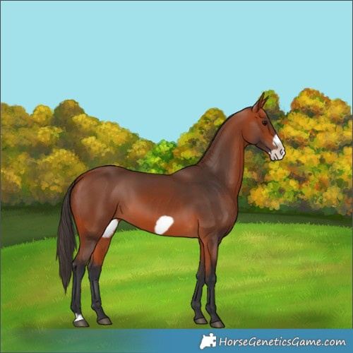 Horse Color:Bay Frame 