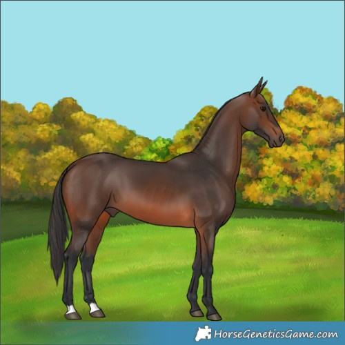 Horse Color:Brown 