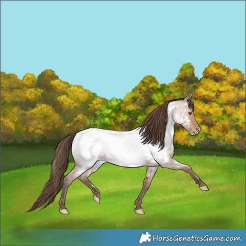 Horse Color:Amber Champagne Roan Appaloosa 