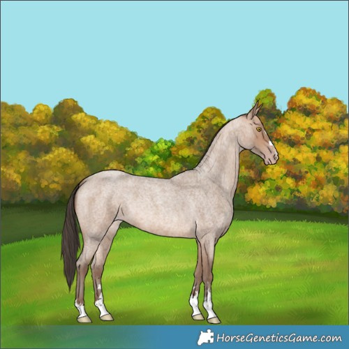 Horse Color:Sable Champagne Roan 