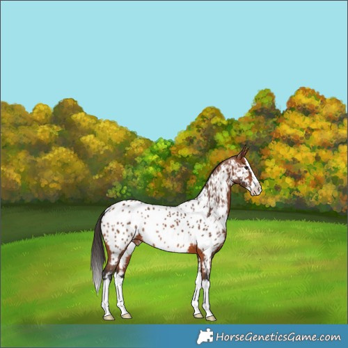 Horse Color:Bay Splash Appaloosa
