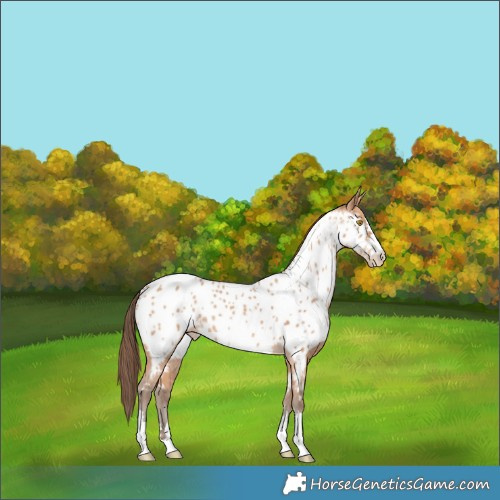 Horse Color:Amber Champagne Appaloosa 
