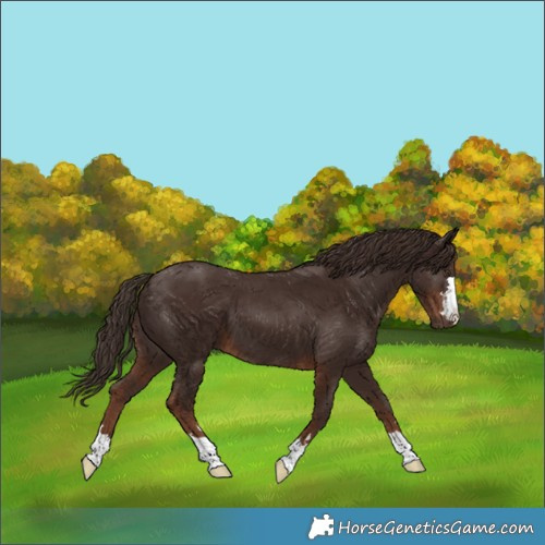 Horse Color:Liver Chestnut 