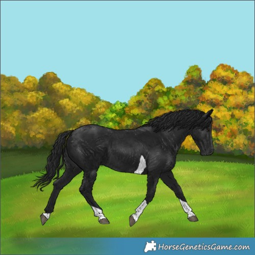 Horse Color:Gray Black Tobiano 