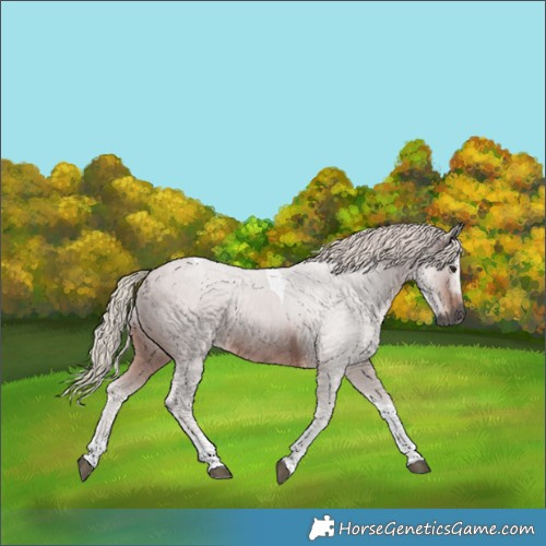 Horse Color:Gray Silver Brown Tobiano 