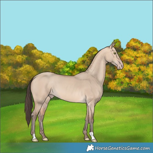 Horse Color:Amber Champagne Dun 