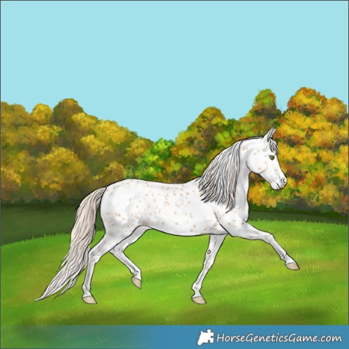 Horse Color:Gold Champagne Appaloosa