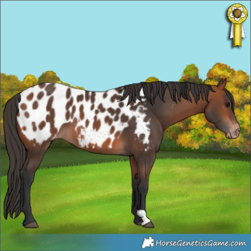 Horse Color:Bay Near Leopard 