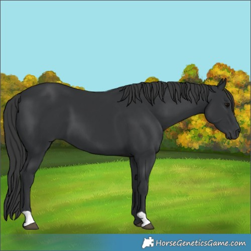 Horse Color:Black 