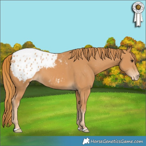 Horse Color:Chestnut Blanket 