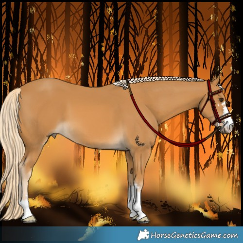 Horse Color:Palomino