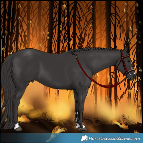 Horse Color:Smoky Black