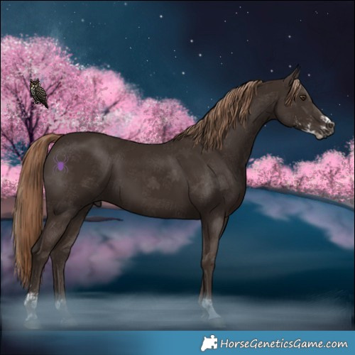 Horse Color:Liver Chestnut Sabino 