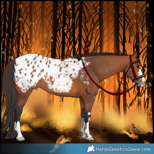Horse Color:Bay Appaloosa
