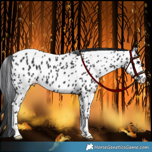 Horse Color:Black Appaloosa 
