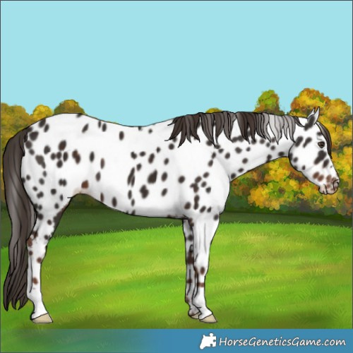 Horse Color:Liver Chestnut Leopard