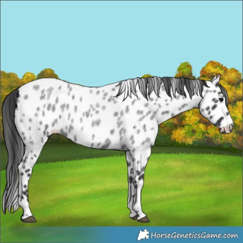 Horse Color:Blue Roan Leopard 